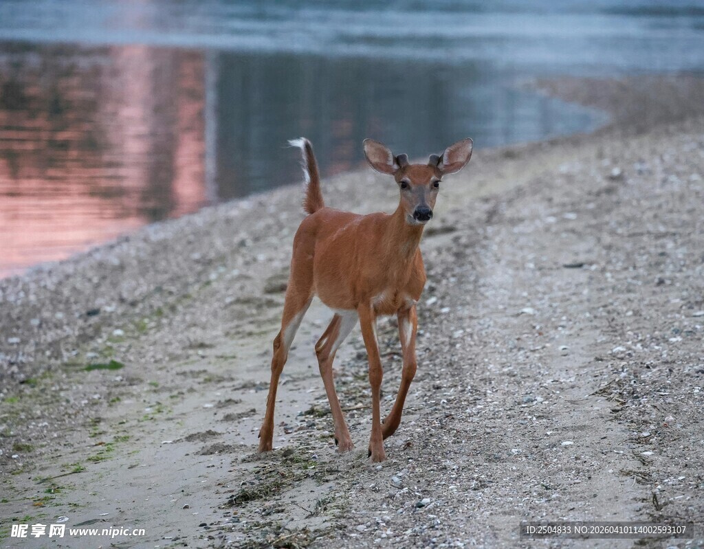 河边独行的小鹿