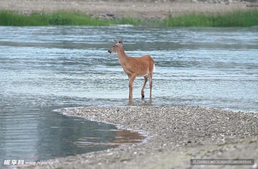 河边小鹿 静立赏景