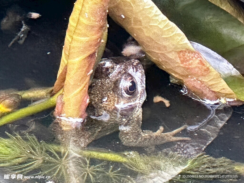 青蛙藏身于植物之下