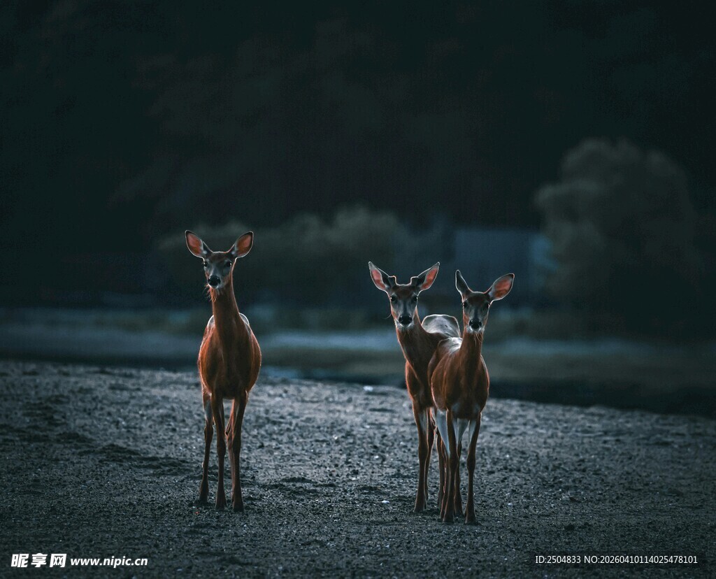 暗夜双鹿立路中
