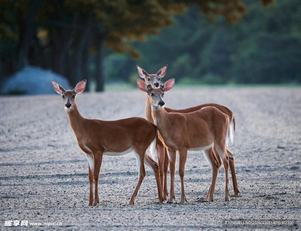 田野中的三只小鹿
