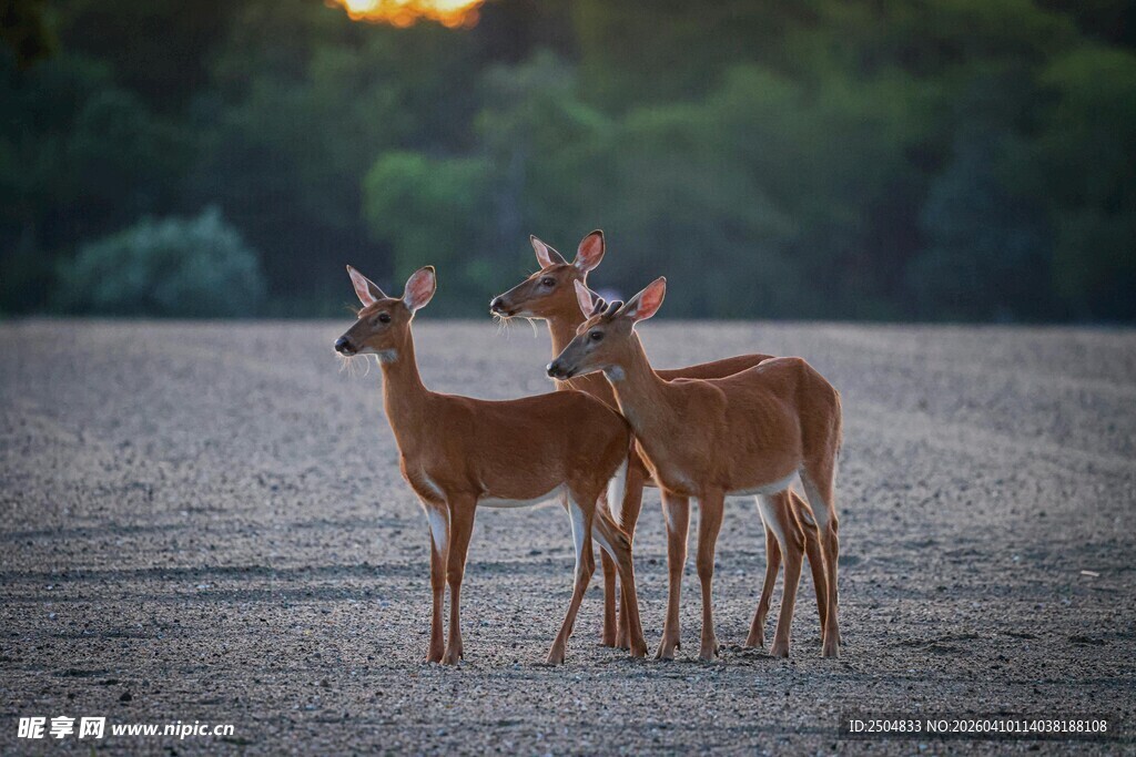 草原上的三只优雅小鹿