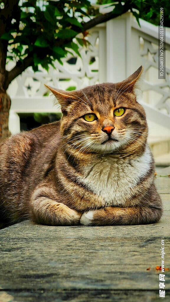 慵懒猫咪惬意趴于石上