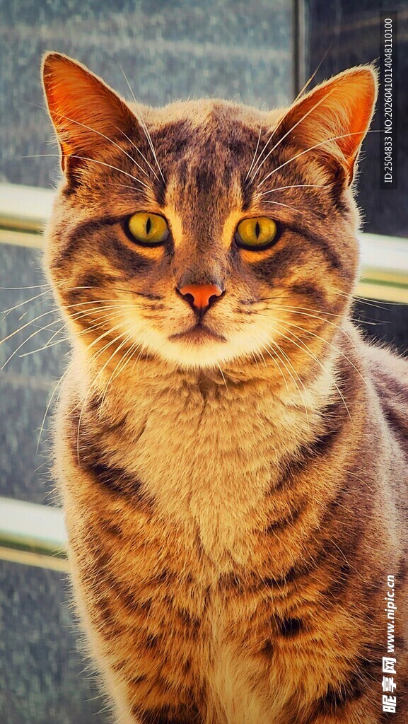 可爱斑纹猫凝视镜头