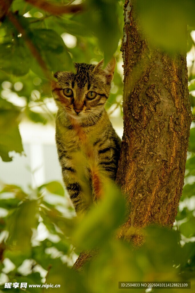 树上的斑纹猫