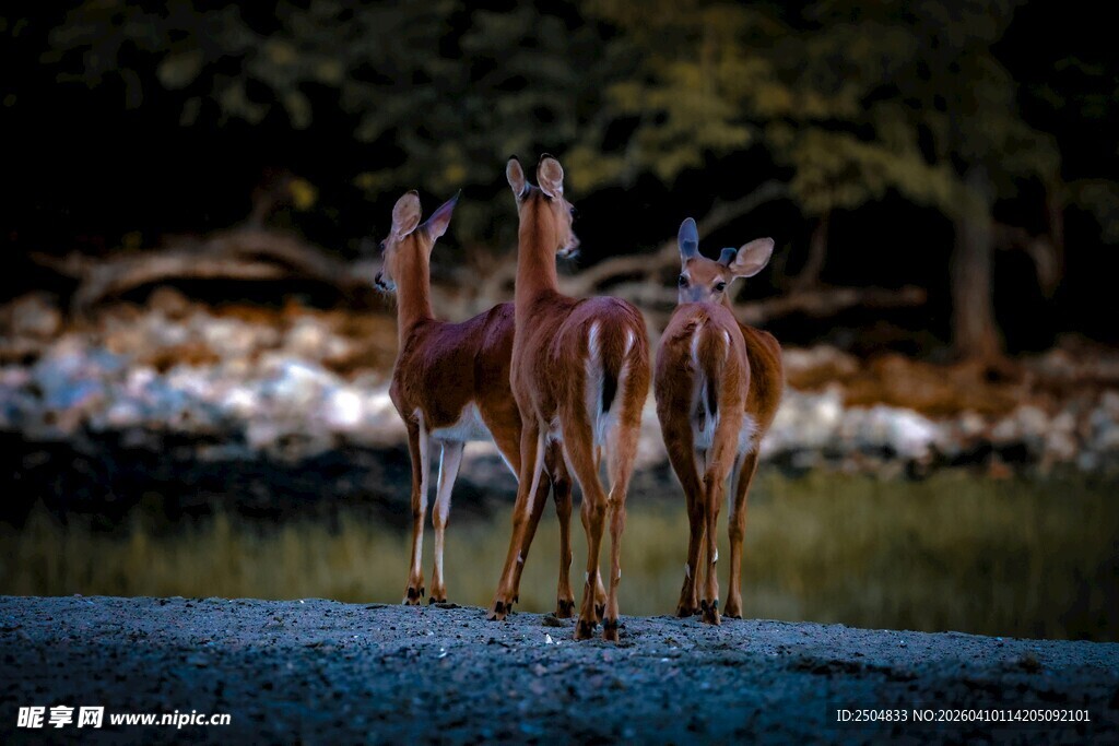 水边优雅站立的几只小鹿