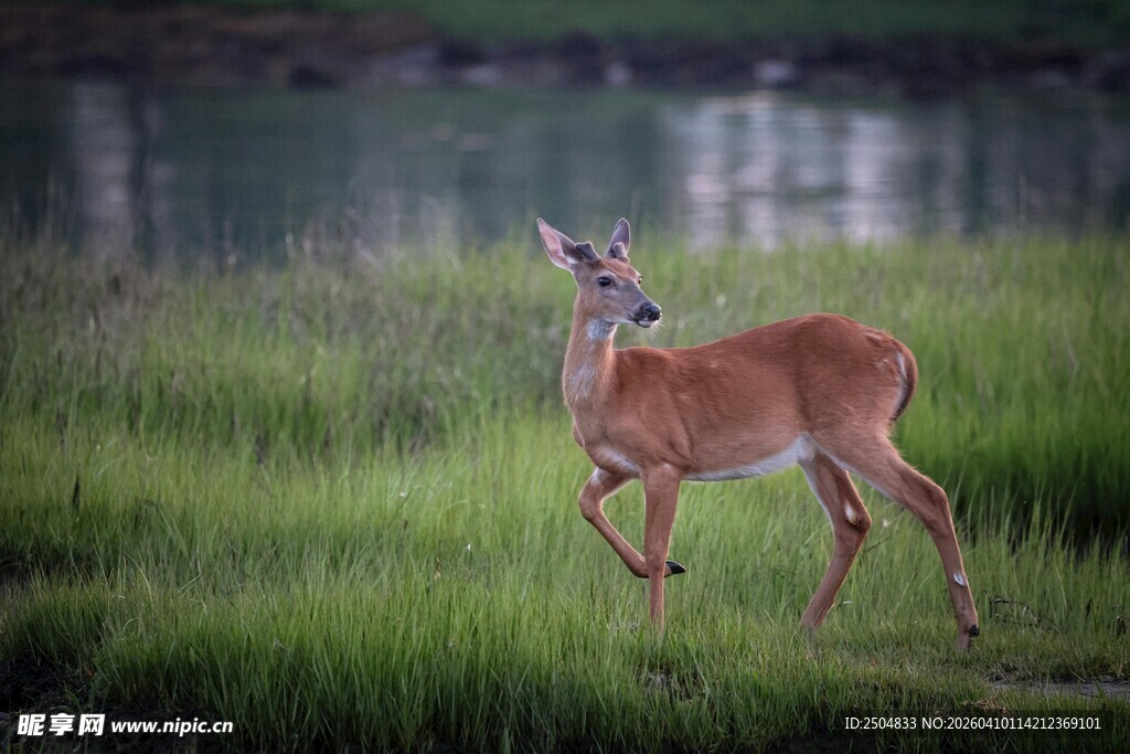 草地上奔跑的小鹿