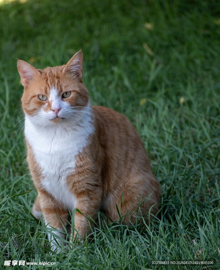 草地上的橘白猫咪