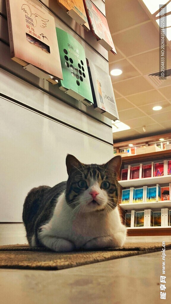书店里悠闲的猫咪