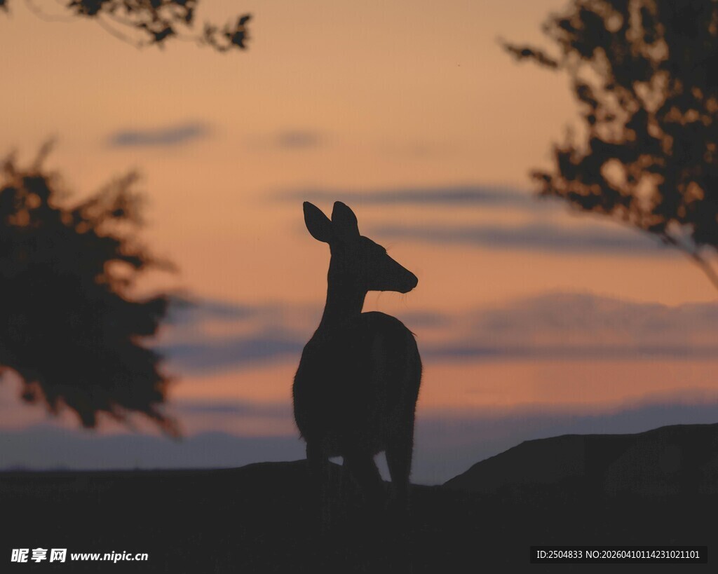 夕阳下的小鹿剪影