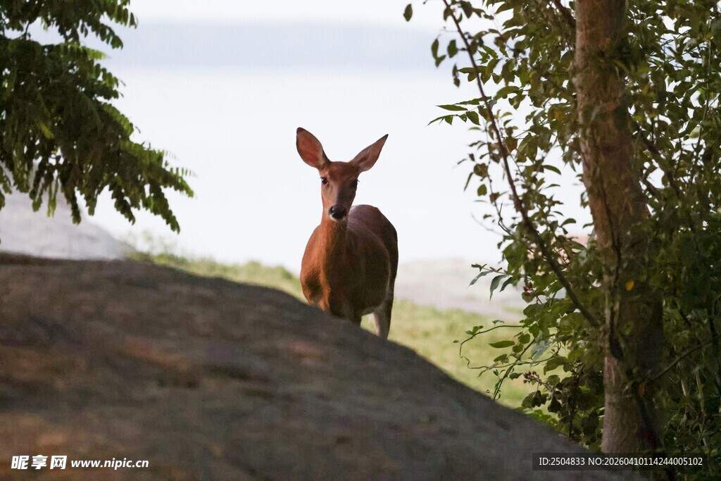 林间小鹿 自然中的灵动身影