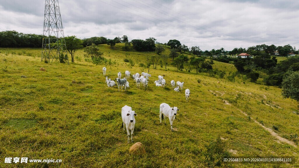 草原上的羊群悠然漫步