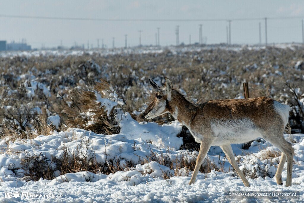 雪地中的羚羊