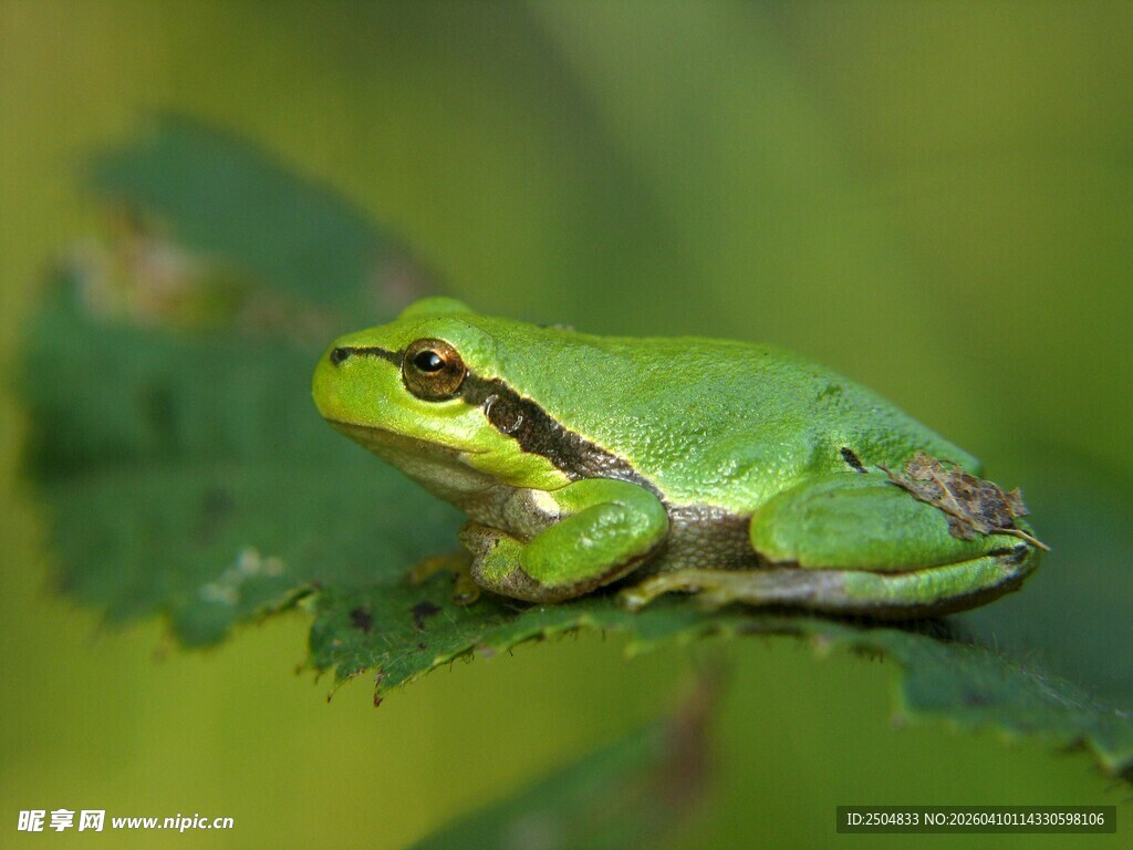 绿叶上的翠绿青蛙