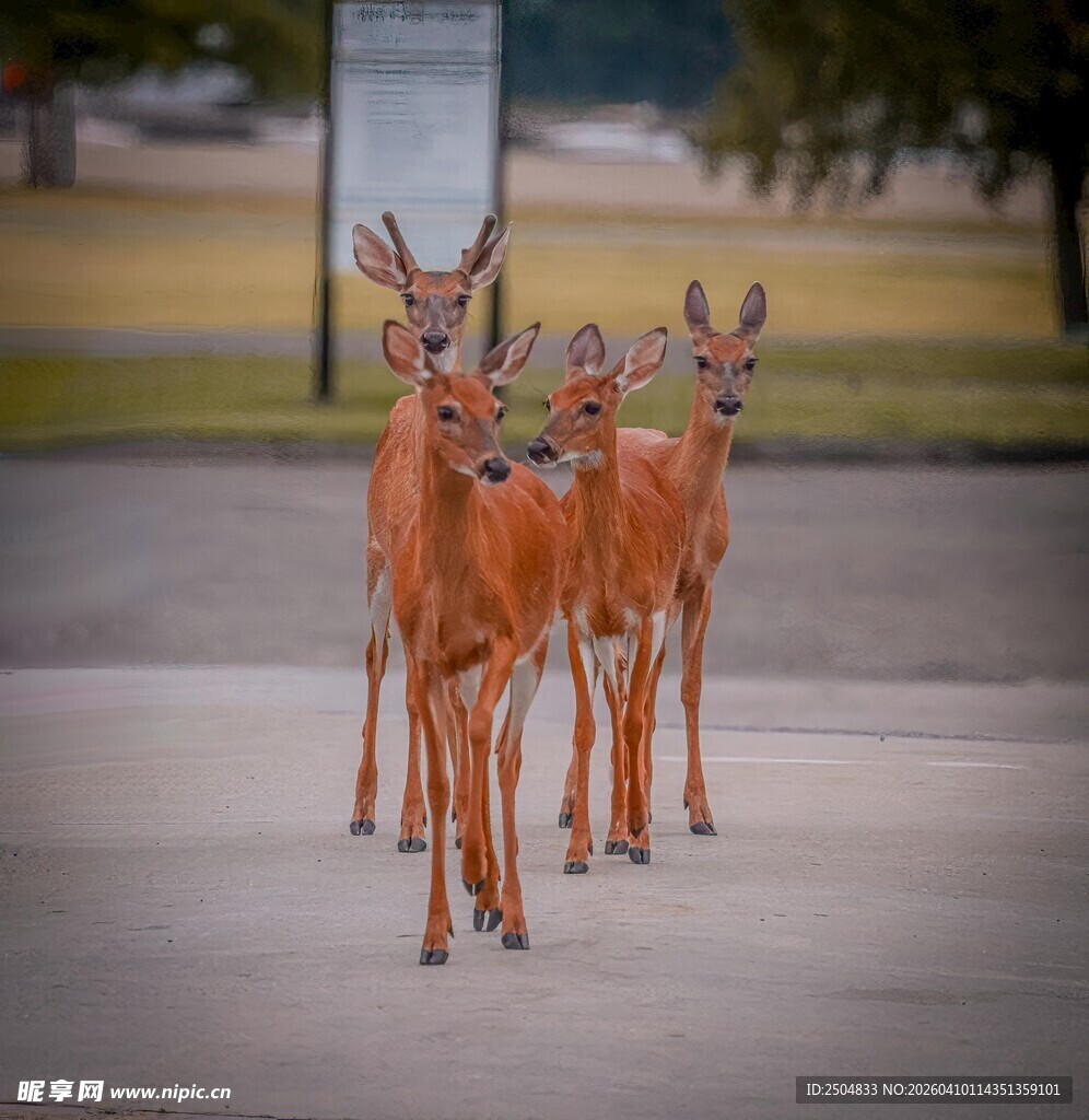 四只小鹿漫步在路上