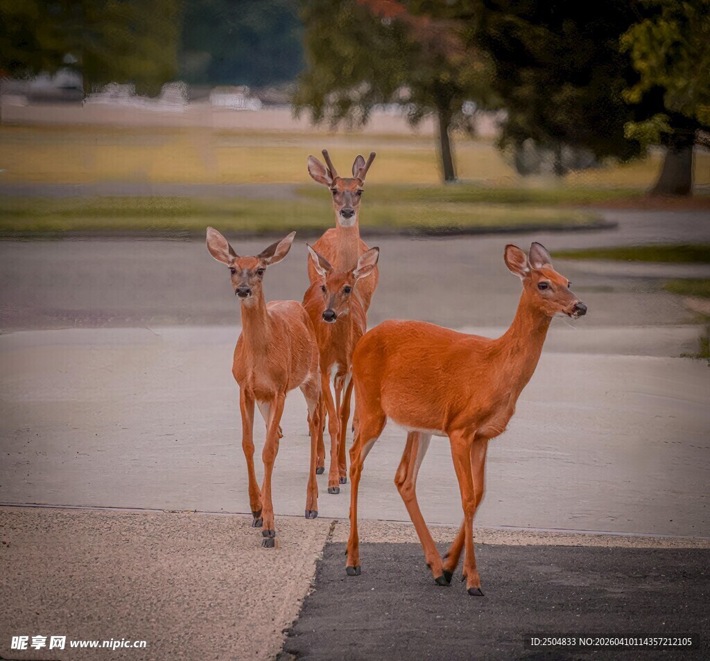 路上的三只小鹿
