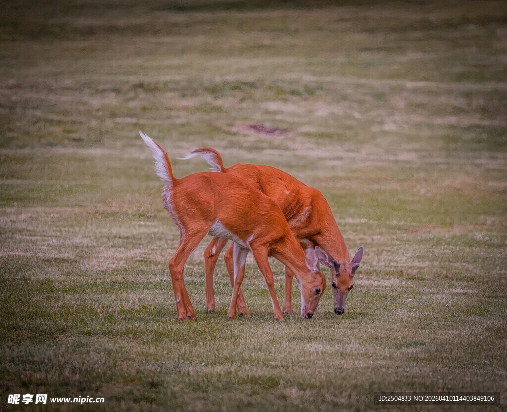 两只狐狸亲昵互动