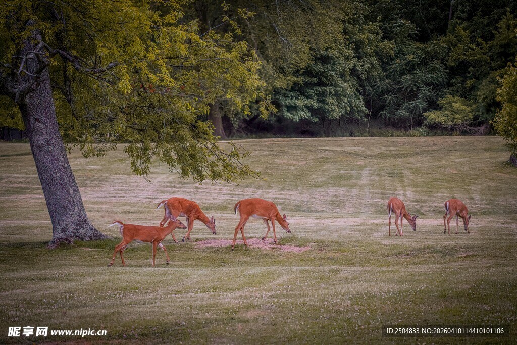 林间小鹿漫步