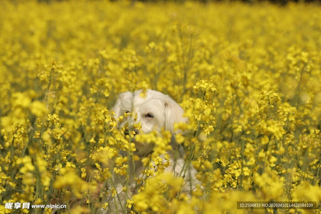 油菜花田中的可爱小狗