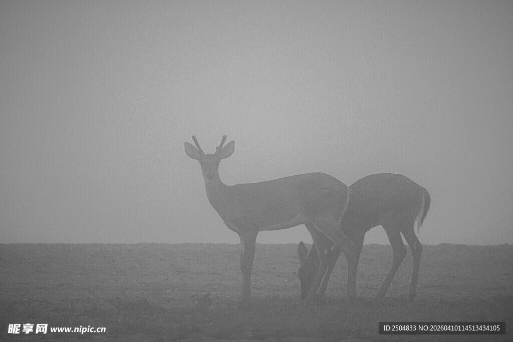 雾中双鹿