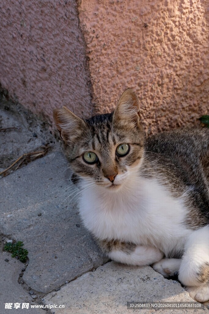 阳光下休憩的可爱猫咪