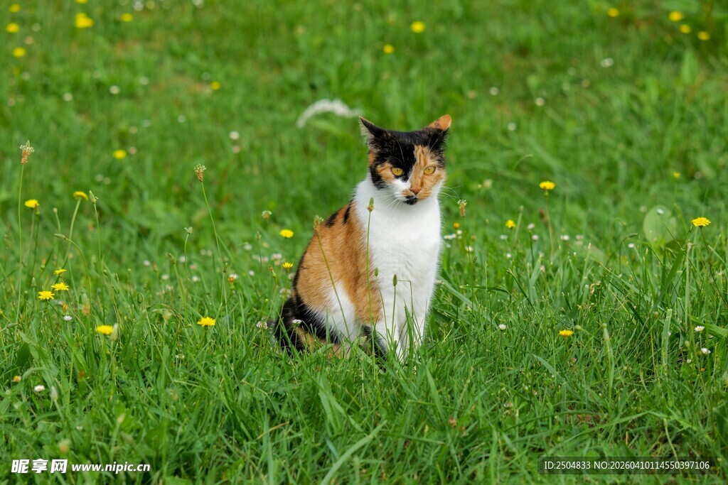 三色小狗坐于绿草地