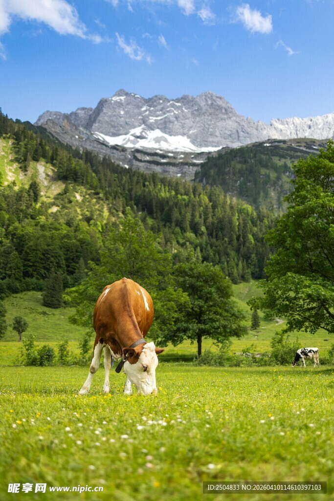 高山草甸上的悠闲牛群