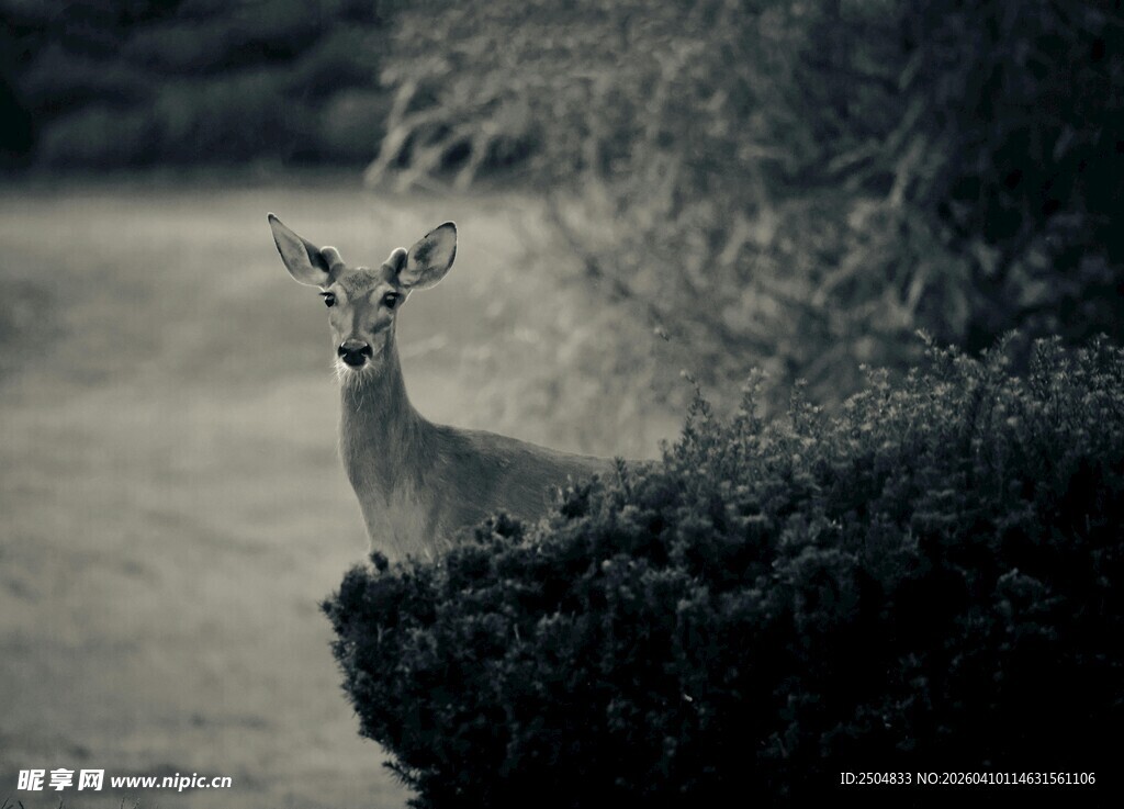 草丛中警觉的小鹿