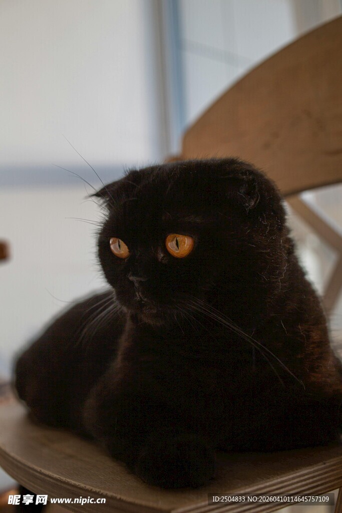 黑猫趴椅上眼神专注