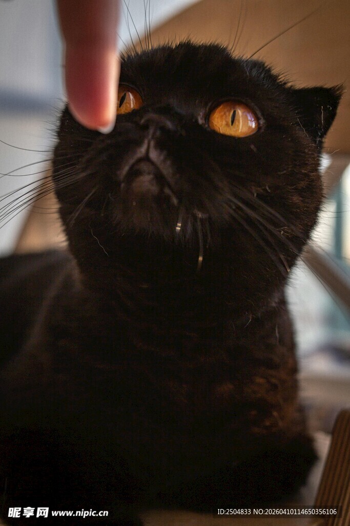 手指逗弄黑猫
