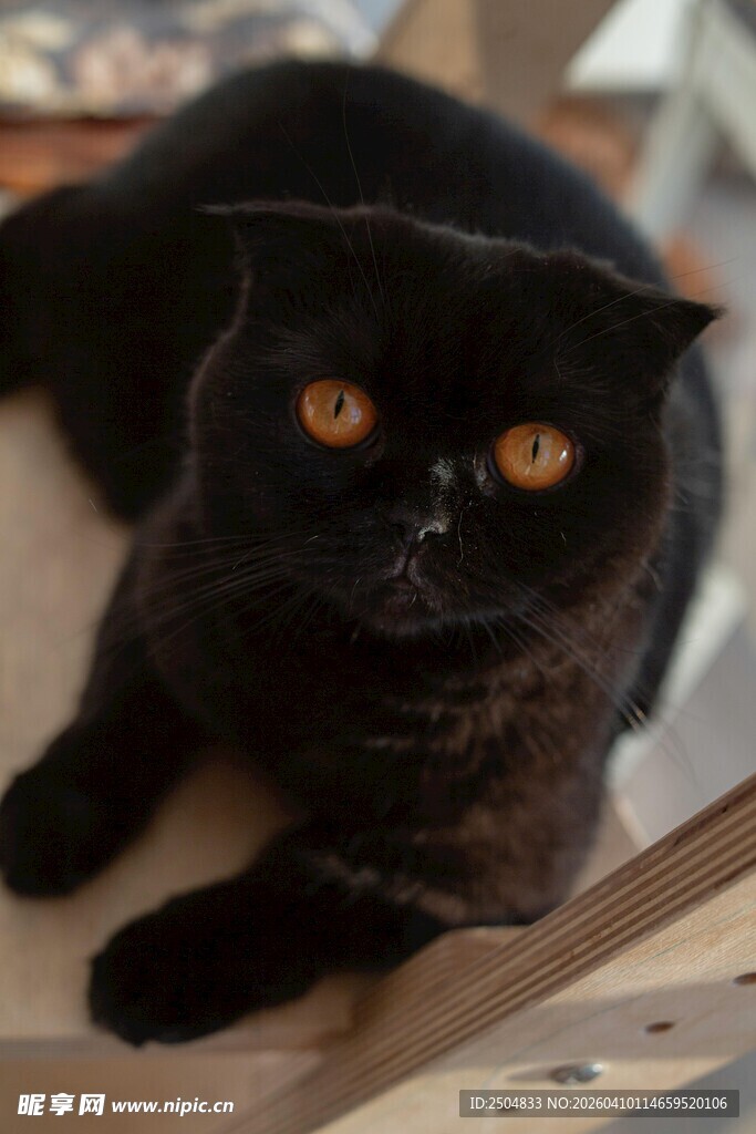 黑猫趴卧 眼神明亮