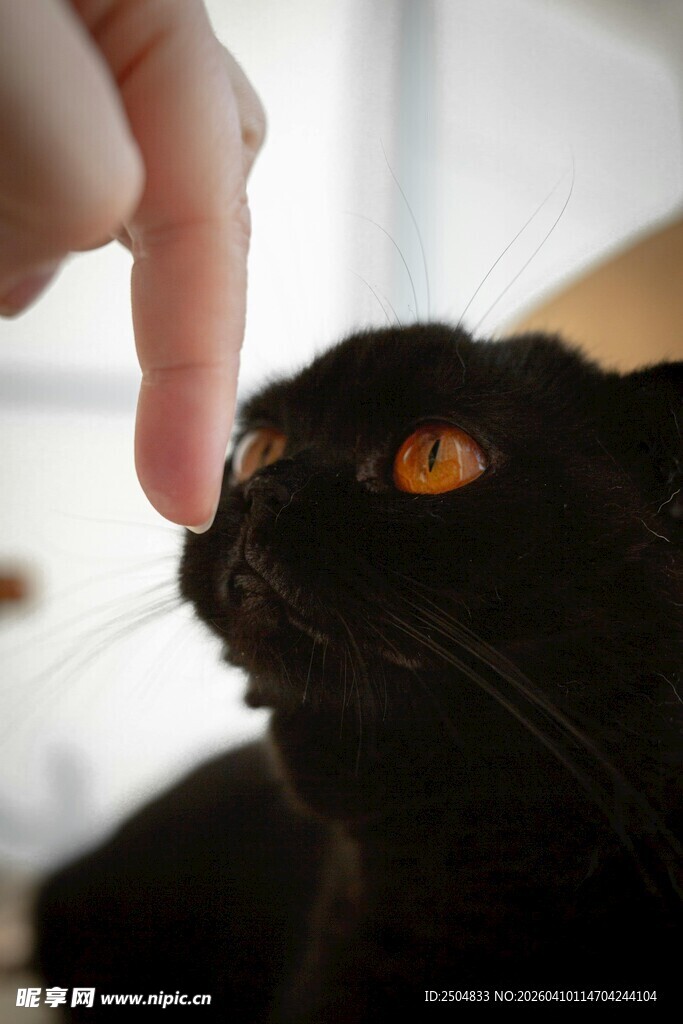 手指逗弄黑猫