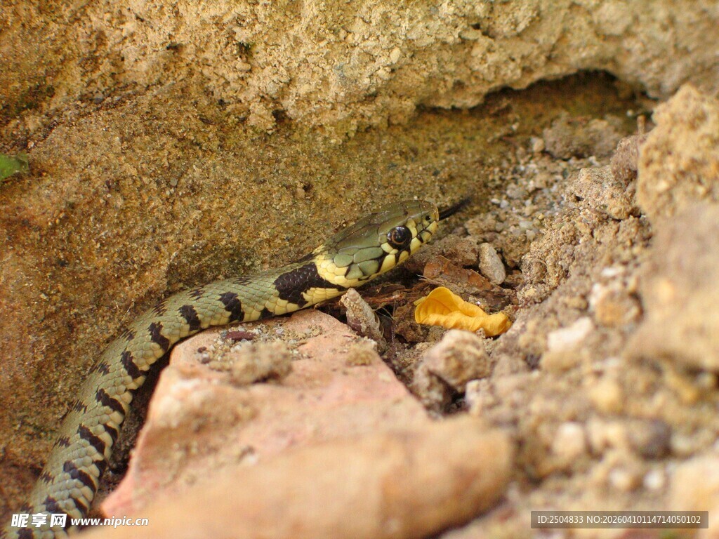 岩石边的蛇与猎物