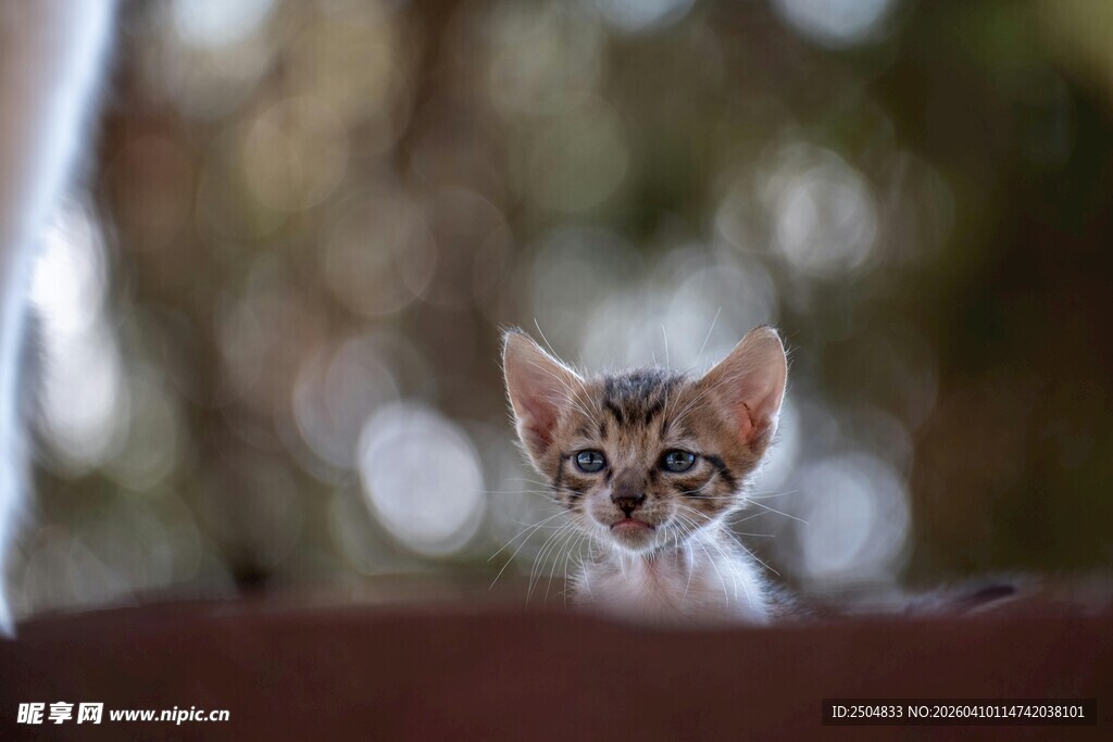 可爱小猫咪探头张望