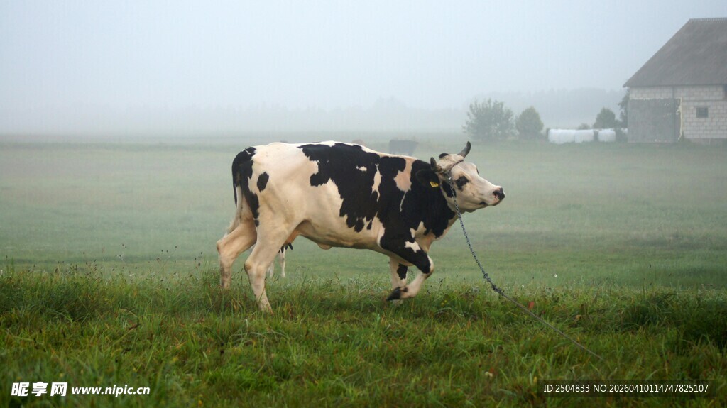 雾中草地的黑白花奶牛