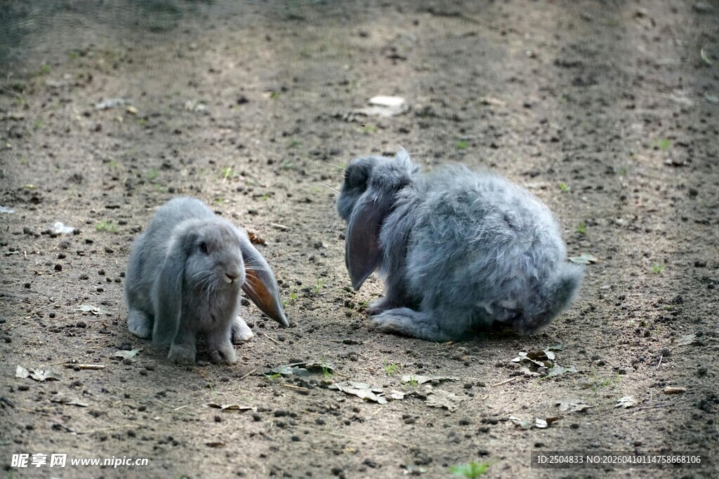 两只灰兔在地面互动