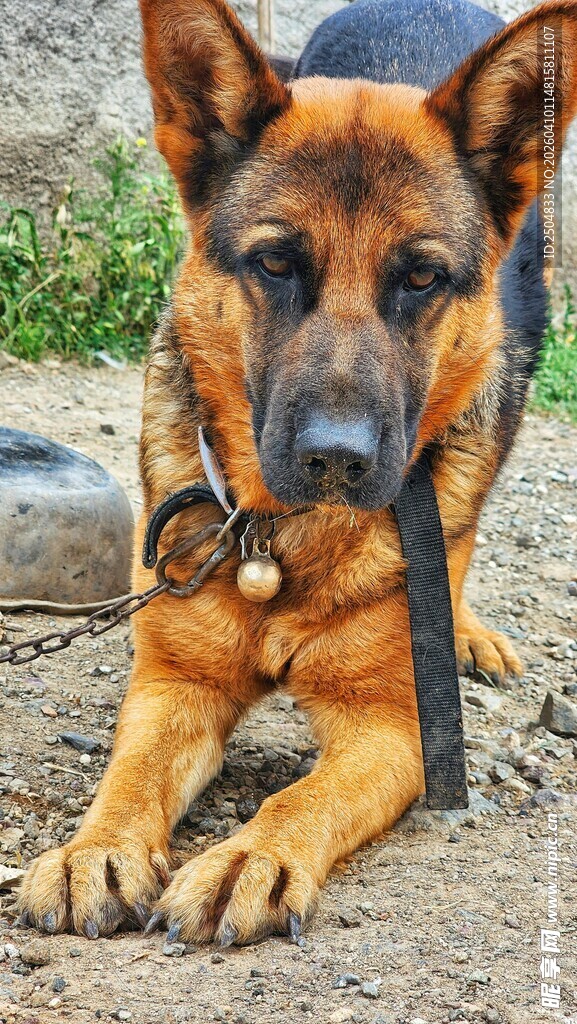 趴着的德国牧羊犬