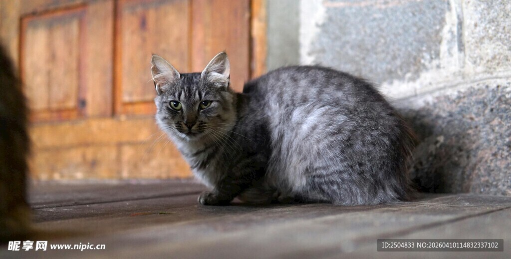 灰猫静卧于古朴环境中