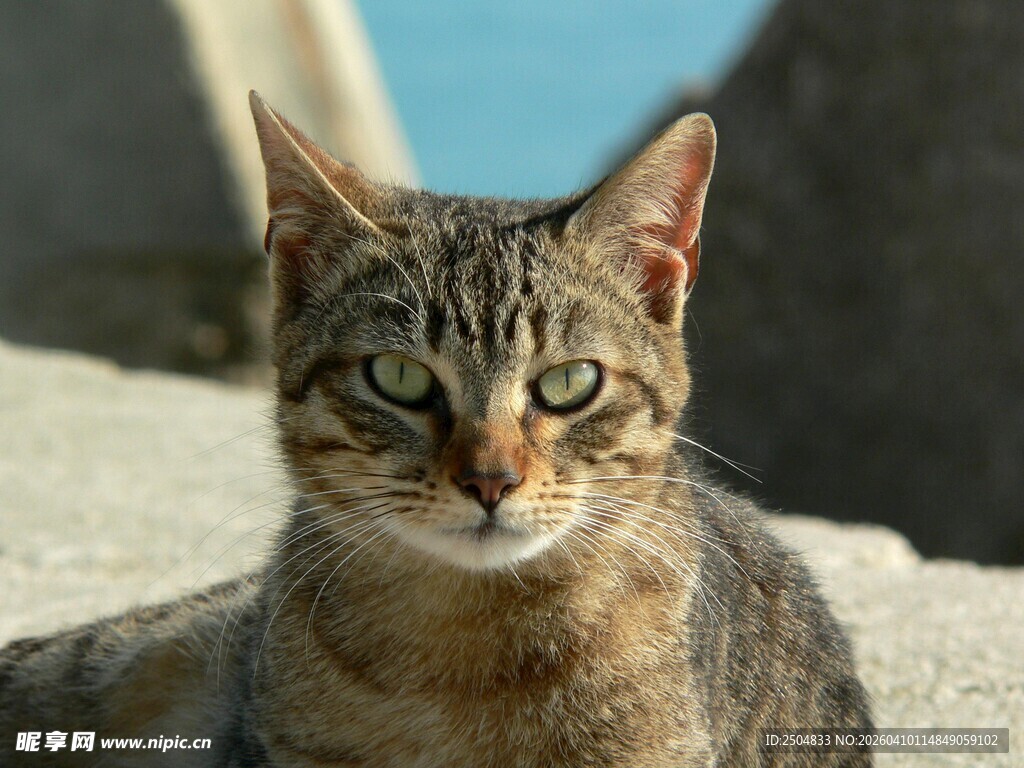 阳光下的斑纹猫咪