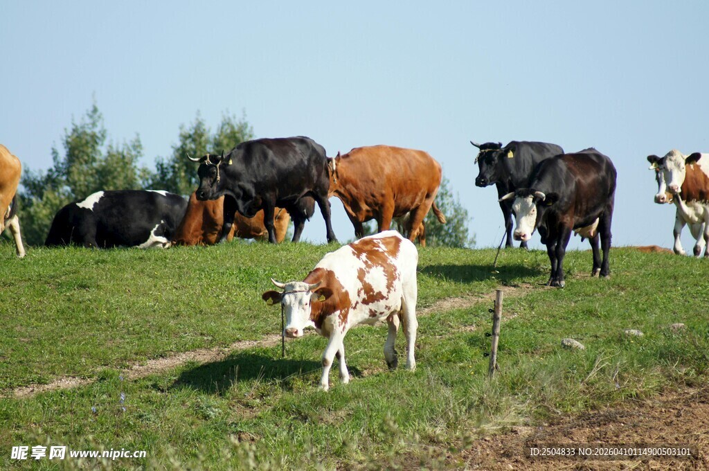 草原上的多彩牛群