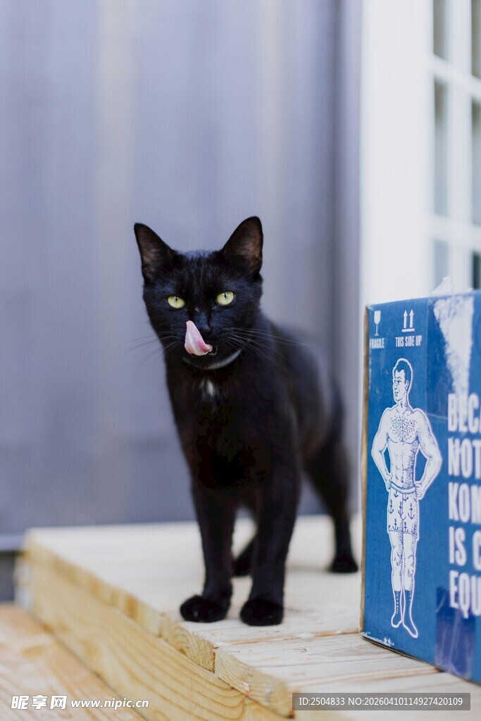 黑猫立于台阶旁的箱子边