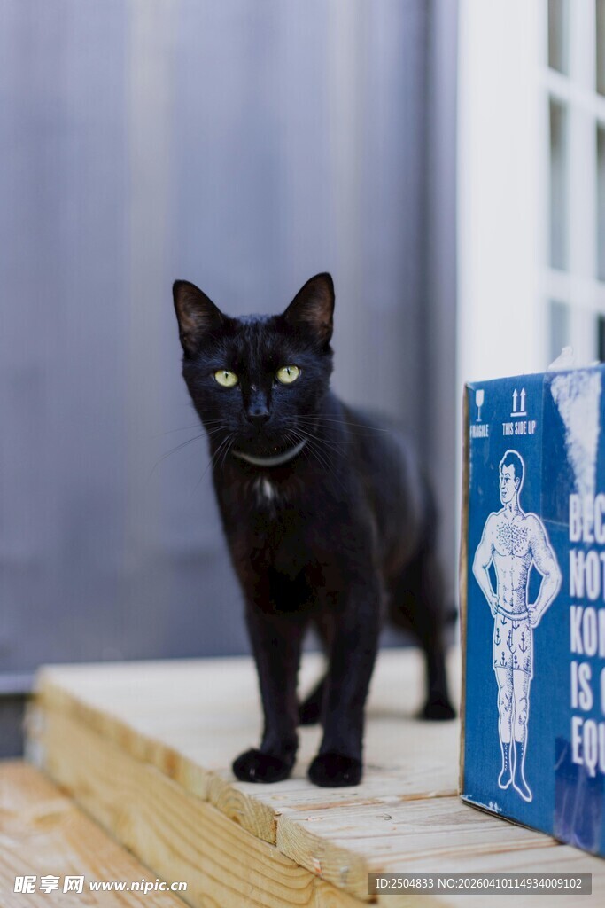黑猫立于蓝盒旁