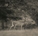 林间漫步的雄鹿