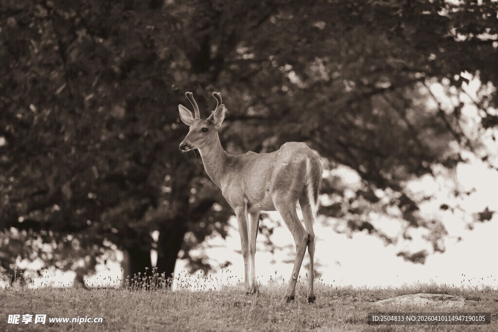 树下站立的优雅小鹿