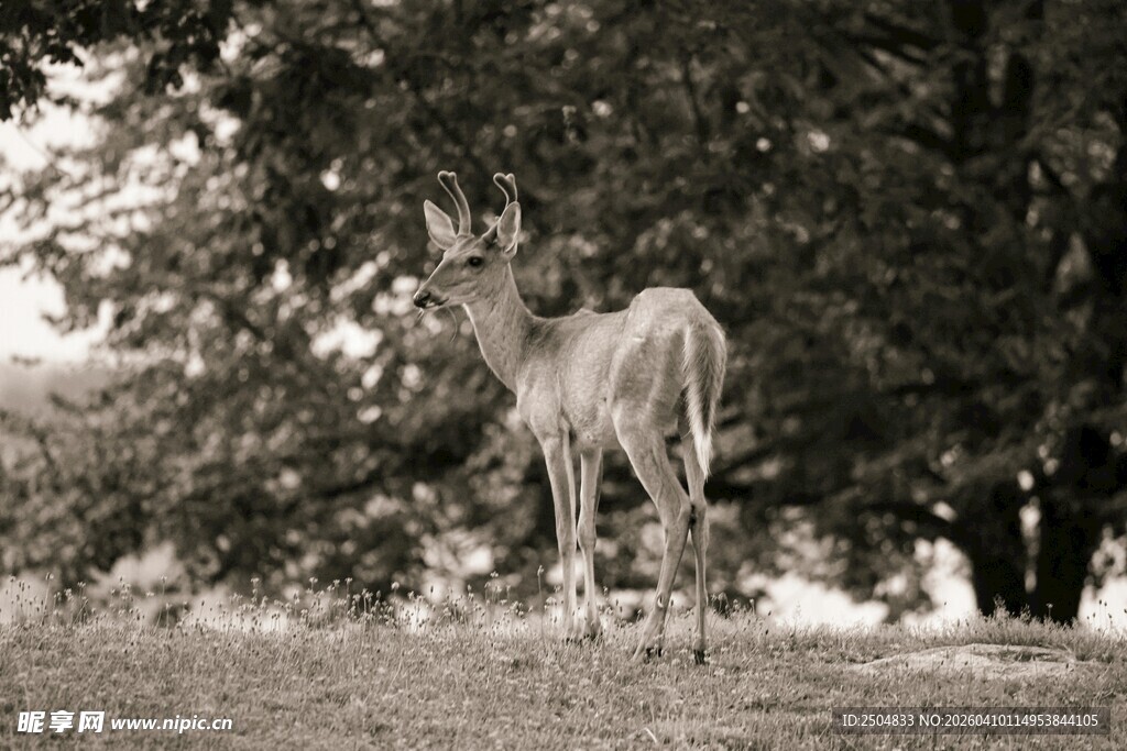 树下的小鹿
