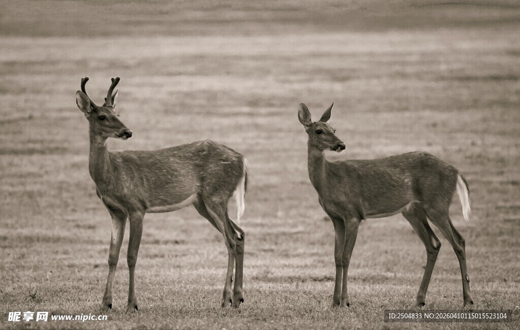 草原上的两只优雅小鹿