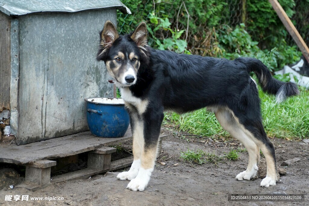 户外站立的黑白相间的狗