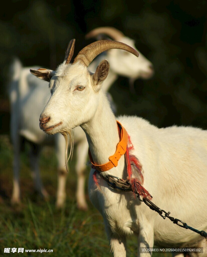 颈系彩绳的山羊