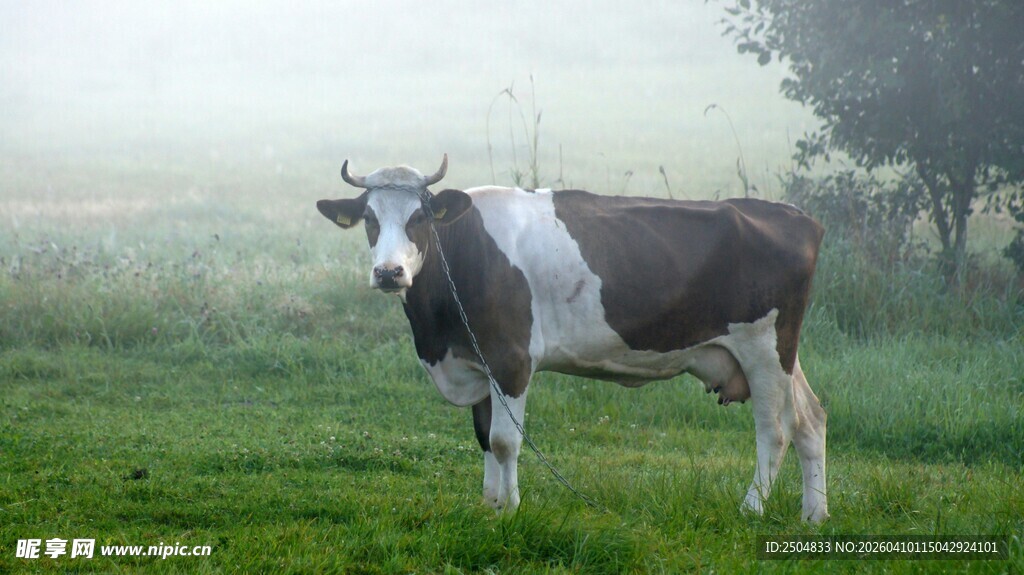 雾中草地的黑白花奶牛