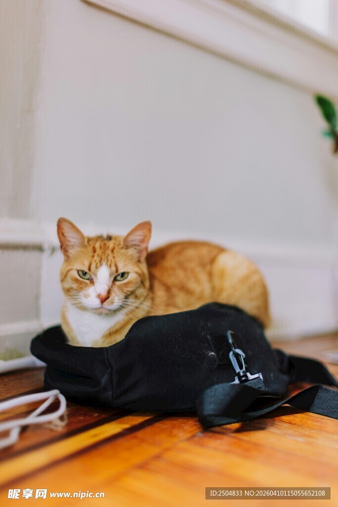 橘猫卧于黑布上